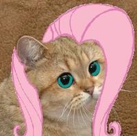 Mylo the Cat