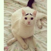 Eyebrow Cat