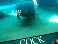 OP is a Faggot