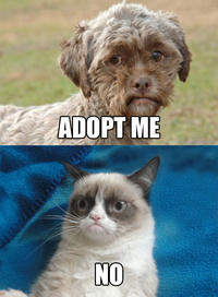 Grumpy Cat