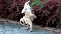 Dogs