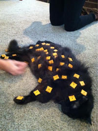 Cats