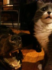 Cats