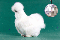 Peyton's Fluffy Chicken