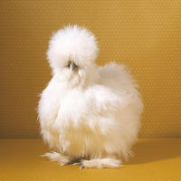 Peyton's Fluffy Chicken