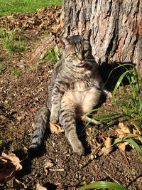 Cats