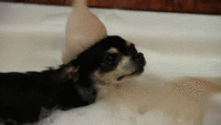Dogs