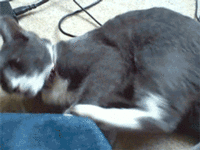 Cats