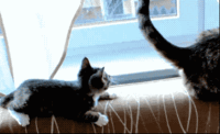 Cats