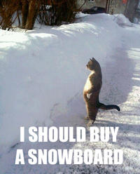 I Should Buy a Boat Cat