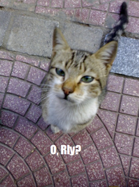 LOLcats