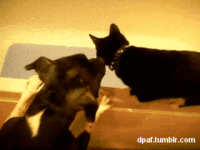 Dogs