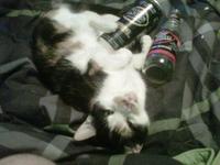 Cats