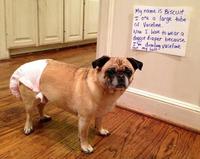 Dogshaming
