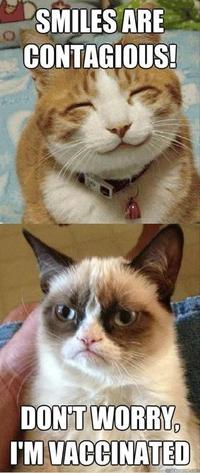 Grumpy Cat