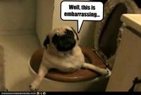 Dogs