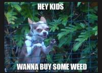 Marijuana