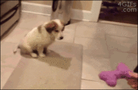 Dogs