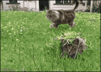 Cats