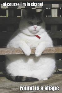 LOLcats