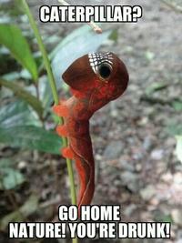 Go Home, You Are Drunk