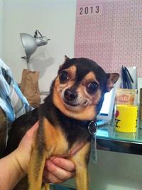 Dogs