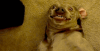 Reaction Faces