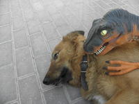 Dogs
