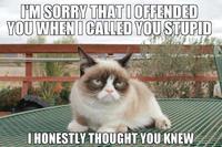 Grumpy Cat