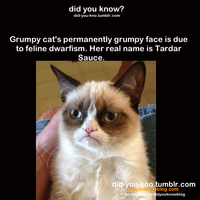 Grumpy Cat
