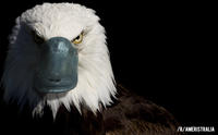 Ameristralia
