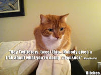 Mylo the Cat