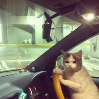 Cats