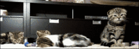 Cats