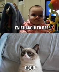 Grumpy Cat