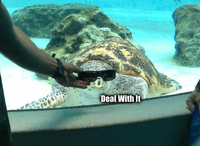 Deal With It