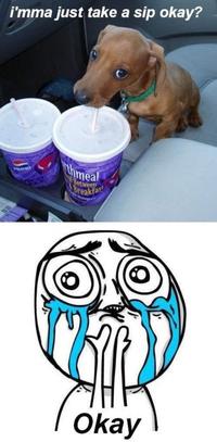 Cuteness Overload