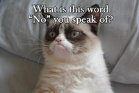 Grumpy Cat