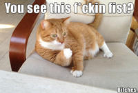 Mylo the Cat