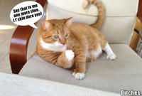 Mylo the Cat