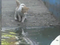 Cats