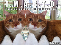 Mylo the Cat