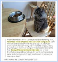 Cats