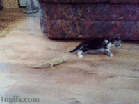 Cats