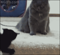 Cats