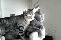 Cats