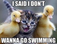 Cute Animals