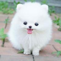 Cute Animals