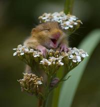 Cute Animals