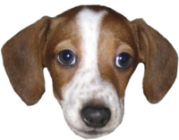FrankerZ